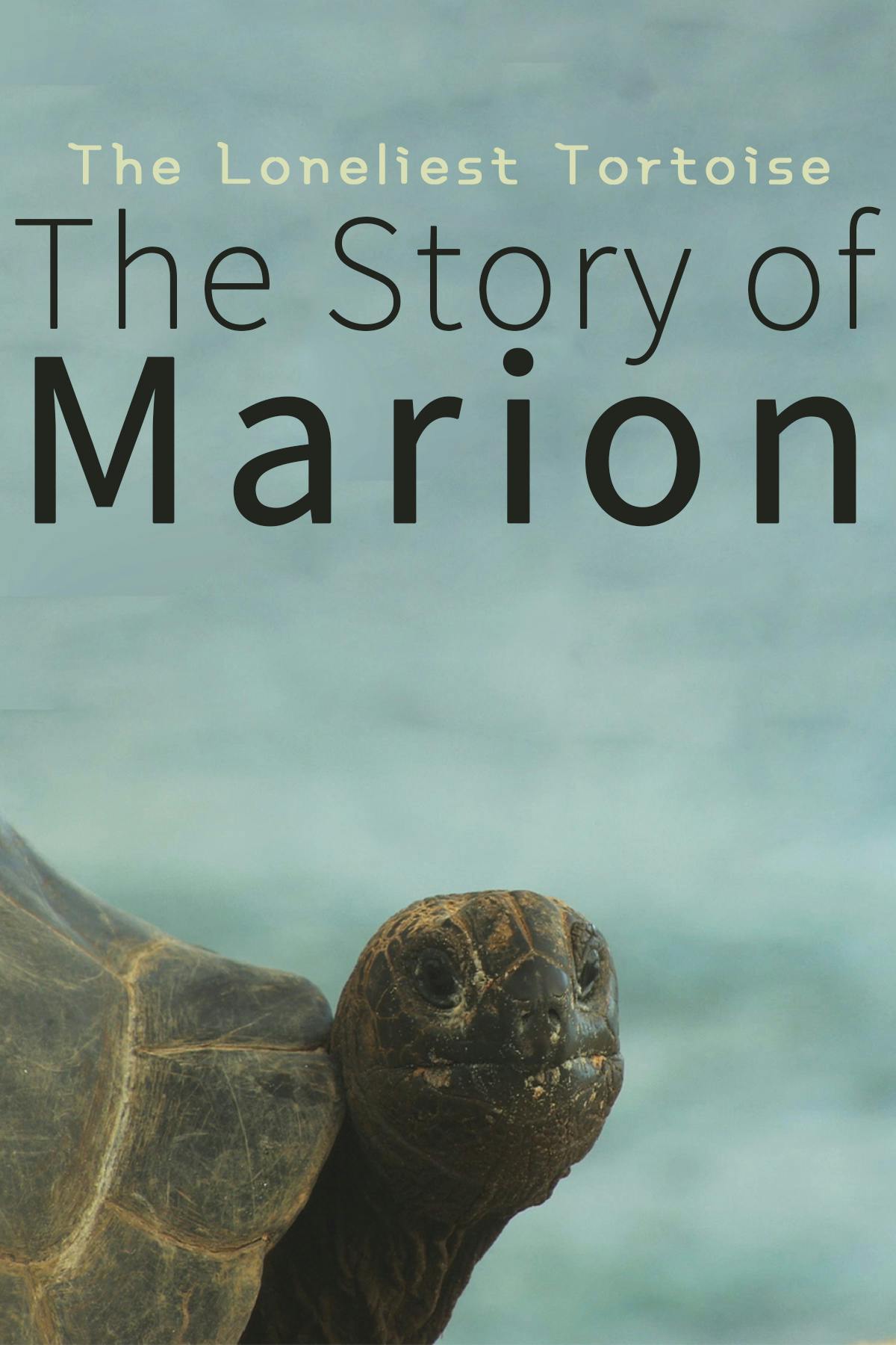 The Loneliest Tortoise : The Story of Marion