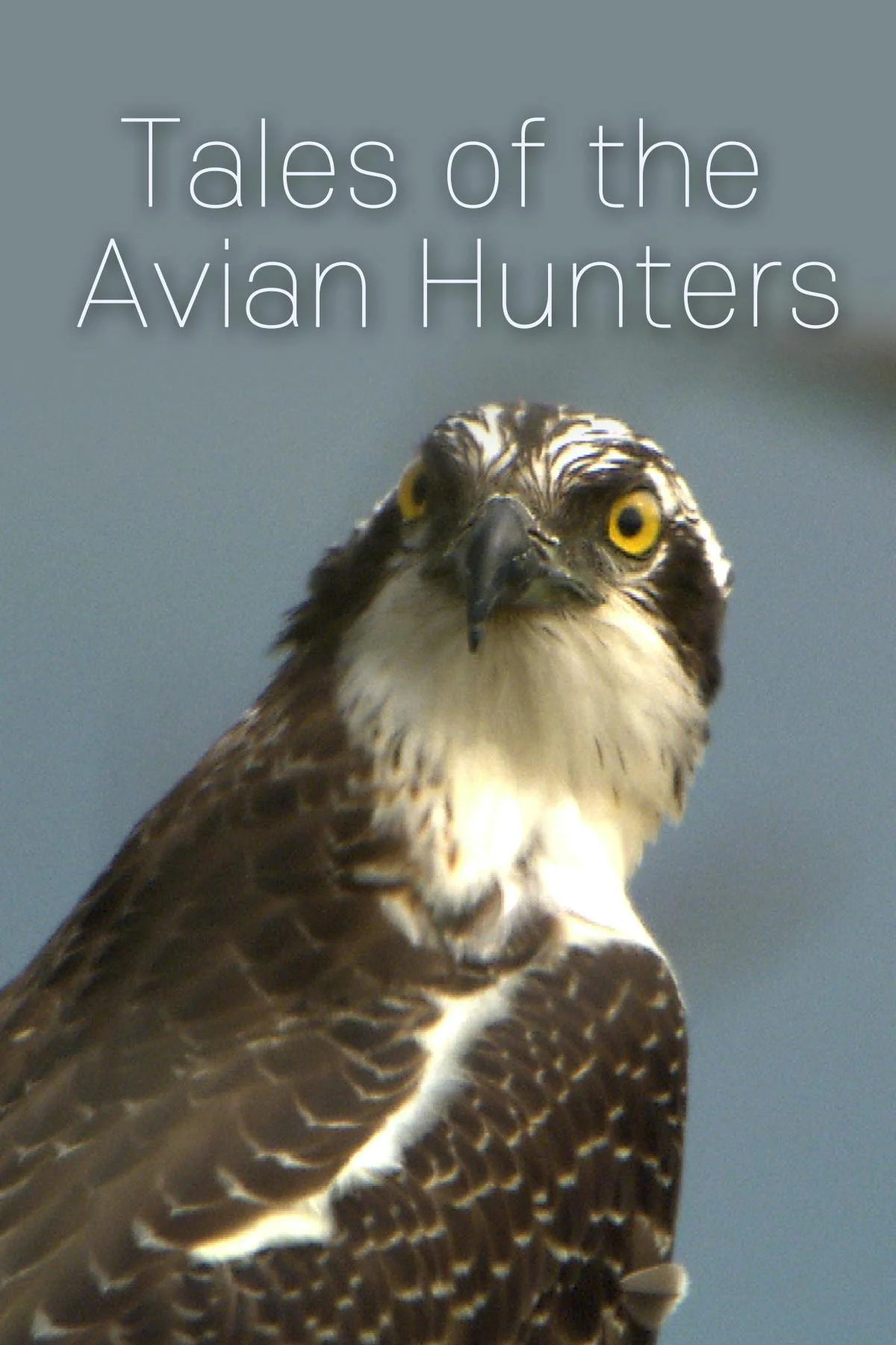 Tales of the Avian Hunters