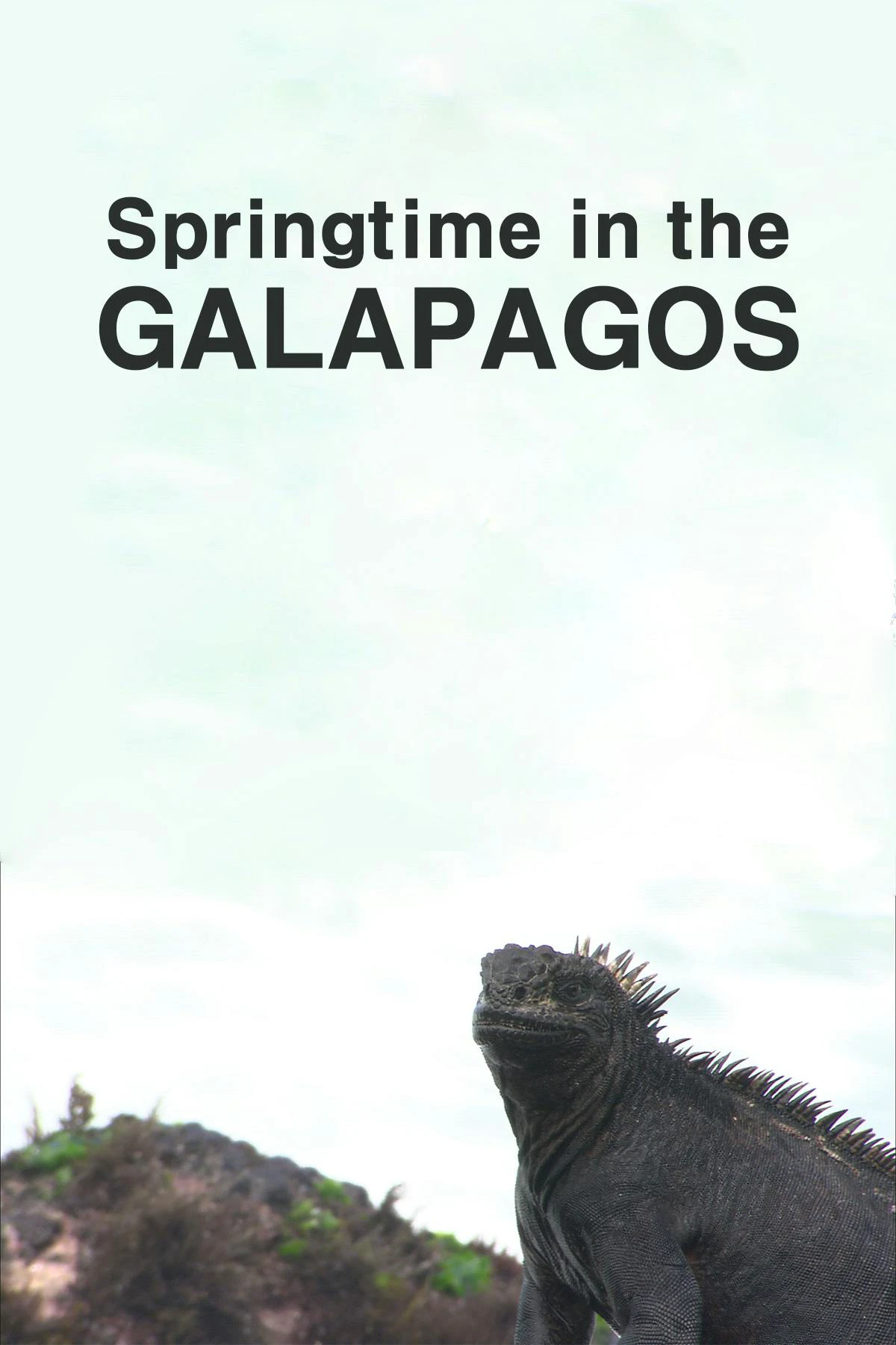 Springtime in the Galapagos