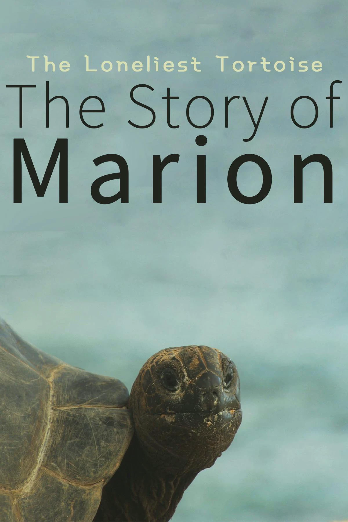 The Loneliest Tortoise : The Story of Marion