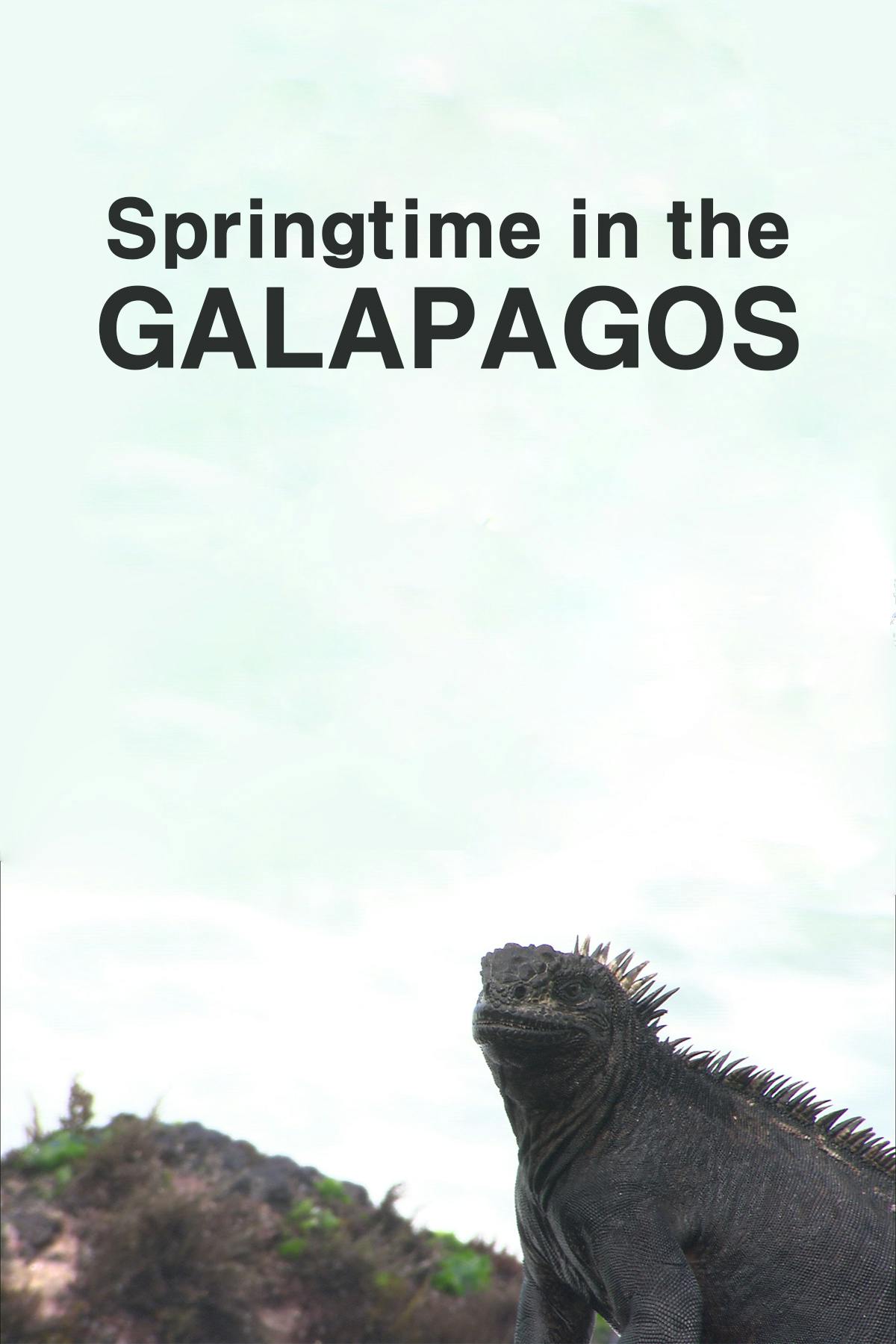 Springtime in the Galapagos